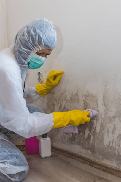 Best Mold Odor Removal Services  in Winter Springs, FL